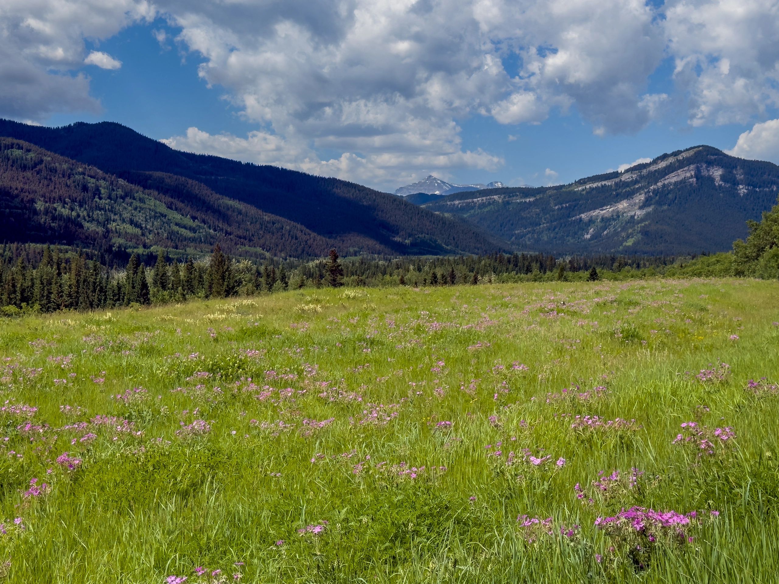 Alberta mountain meadow landscape